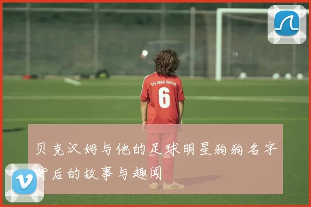 贝克汉姆与他的足球明星狗狗名字背后的故事与趣闻
